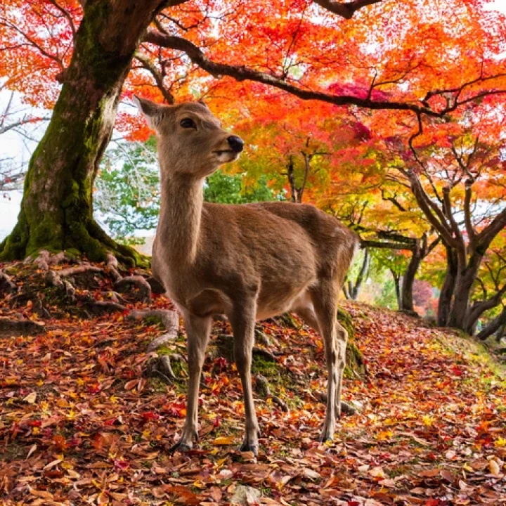 JAPONIA - Tur Clasic